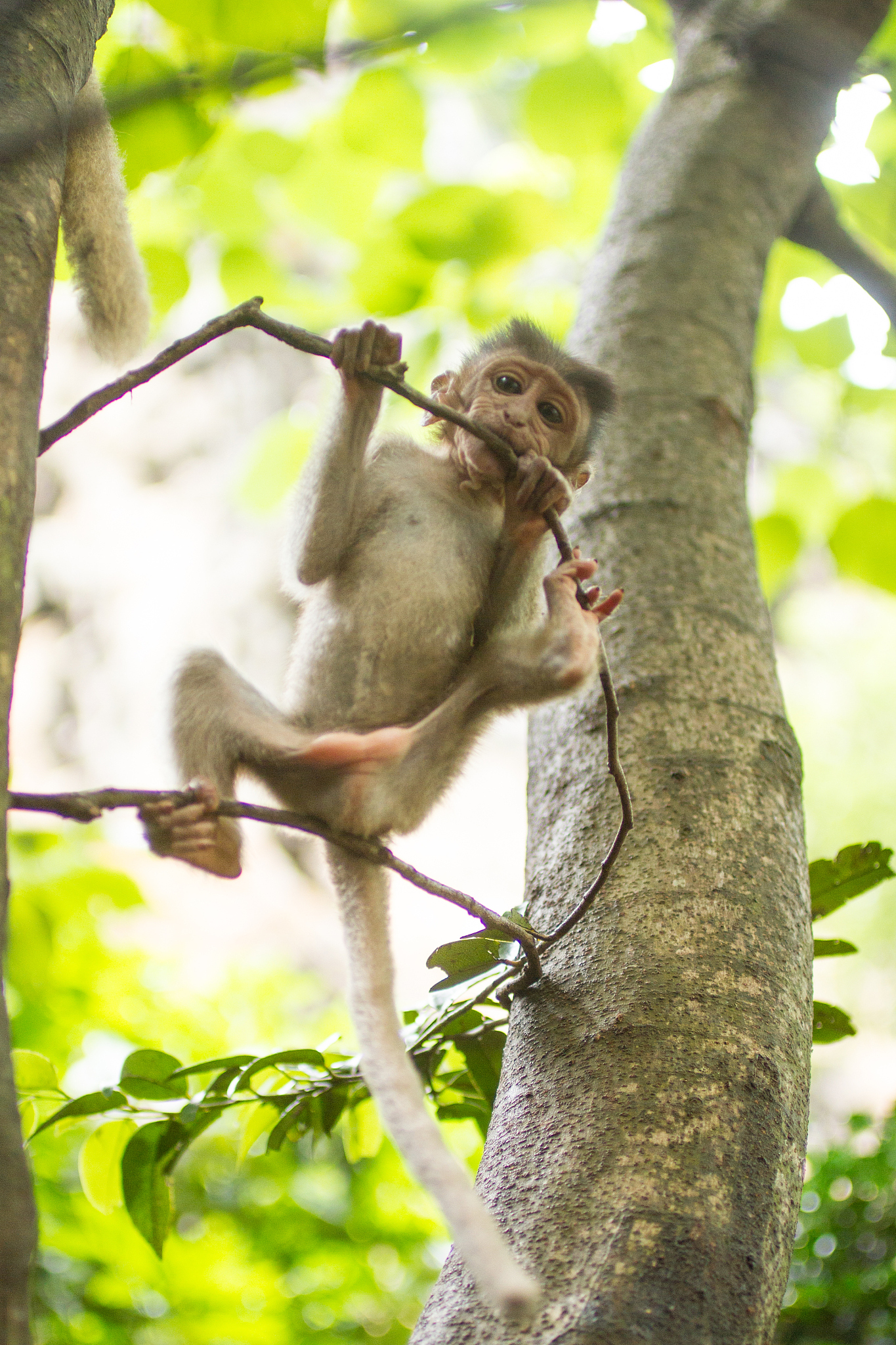 猴子如何爬树：详细步骤及技巧
