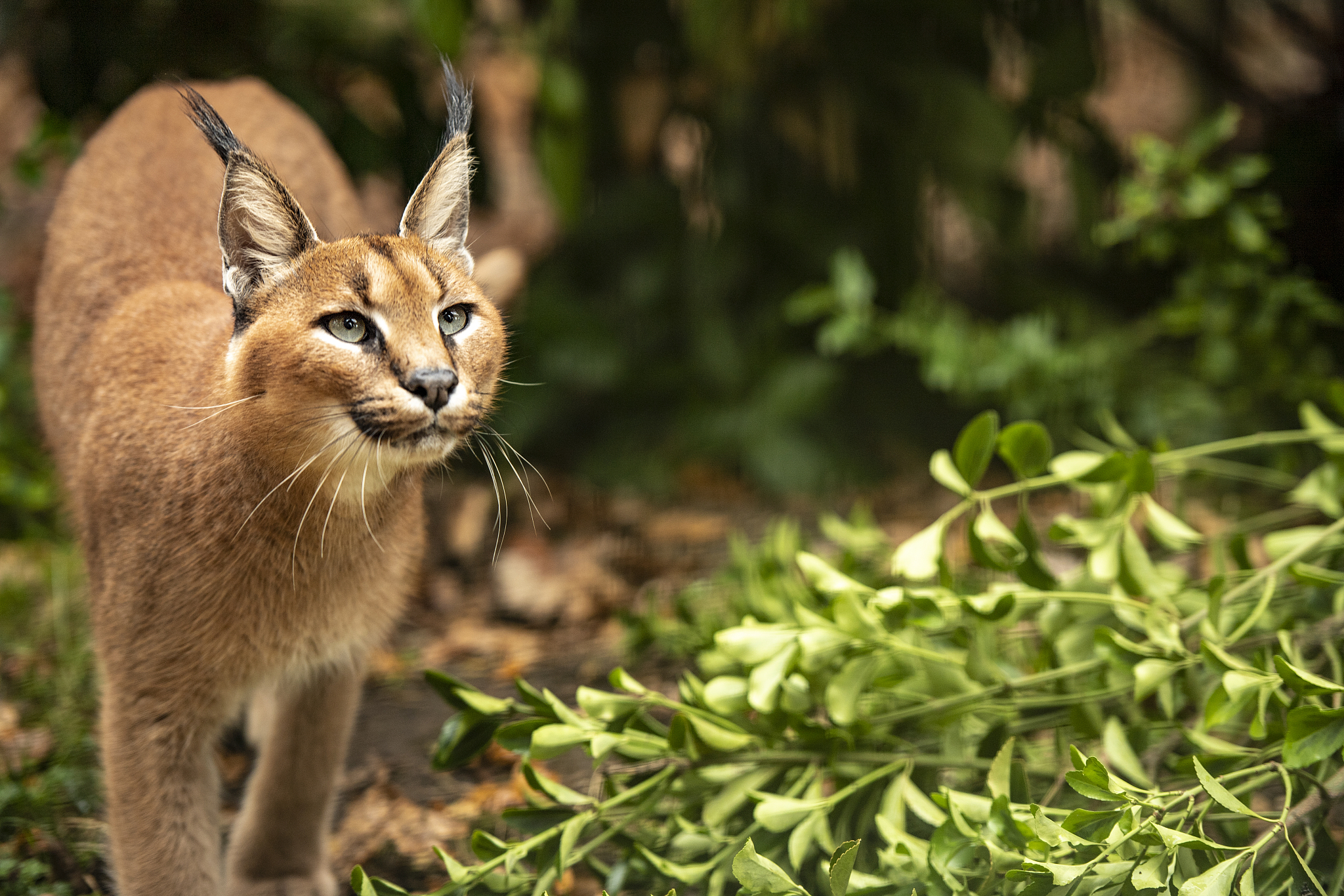 caracal series