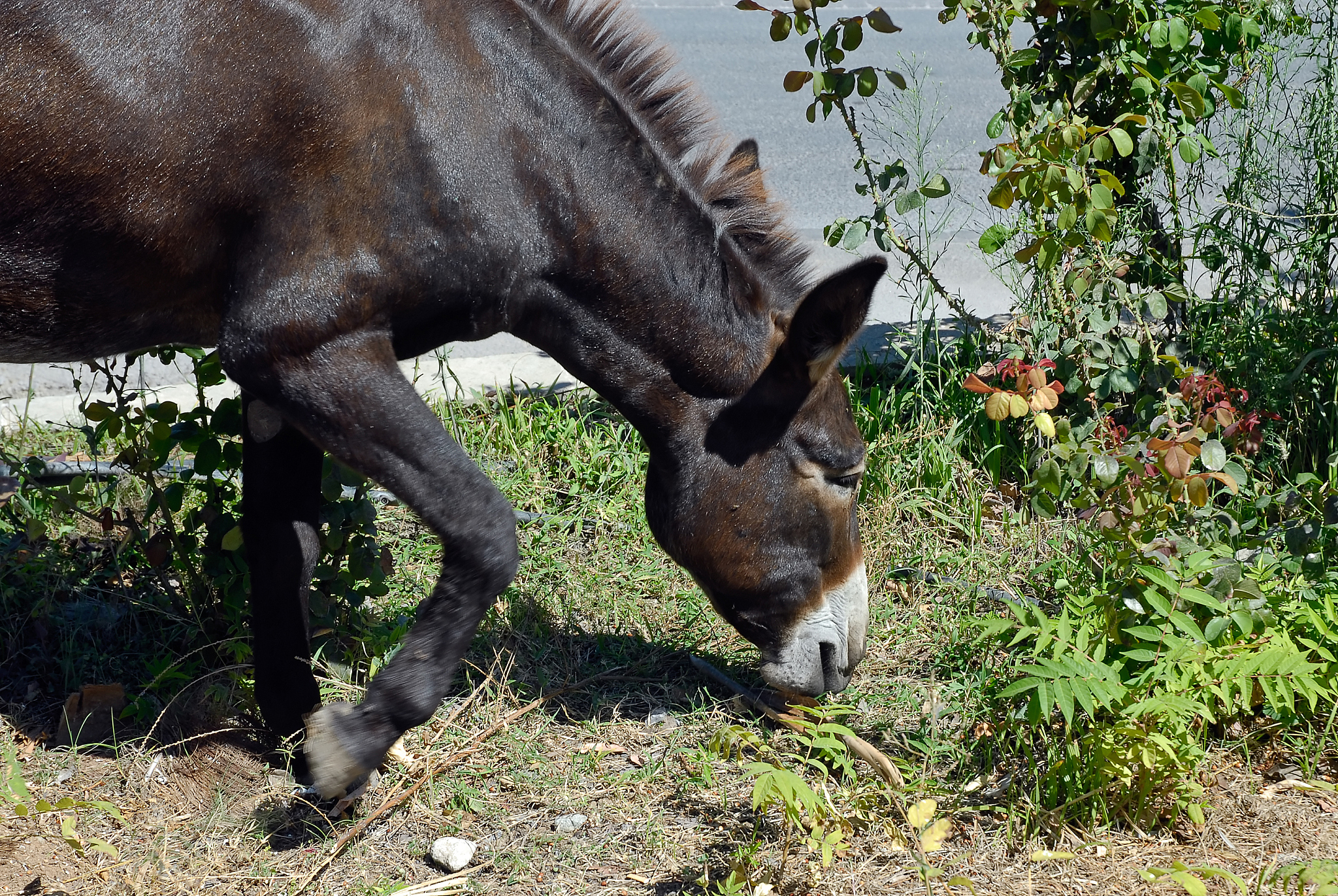 donkey in cyprus