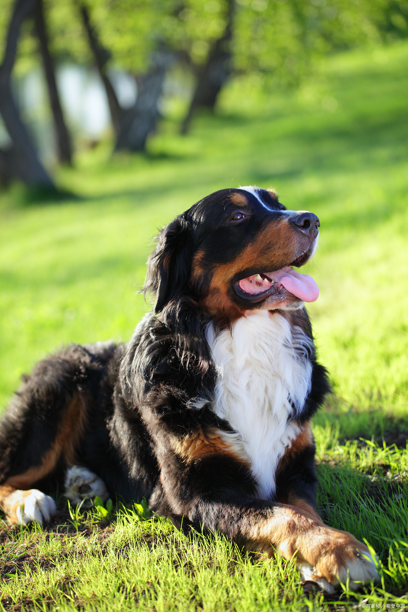 22,伯恩山犬(英文名:bernese mountain dog)原产地瑞士威玛猎犬21