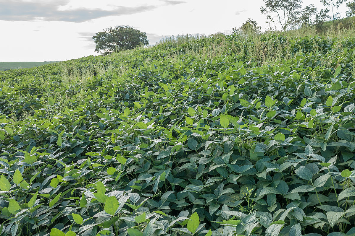 大豆叶片重量占比计算：了解影响因素