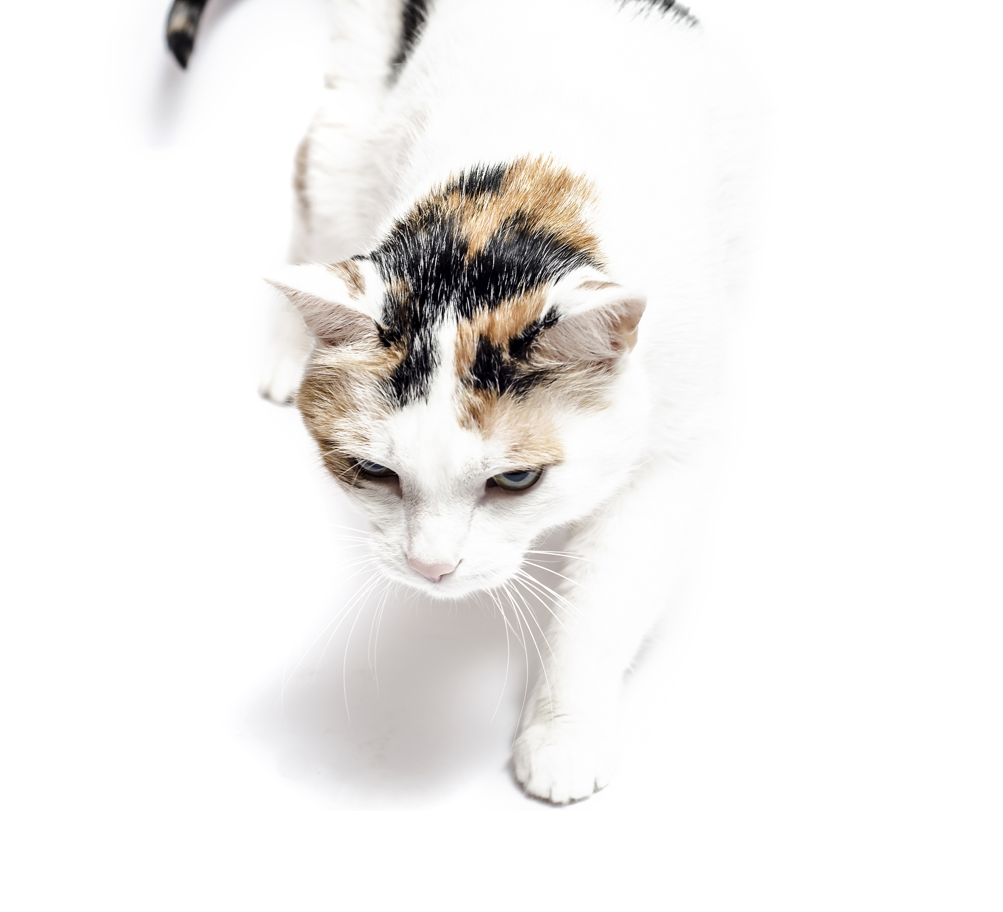 Photorealistic Cat Portrait: Playful and Curious