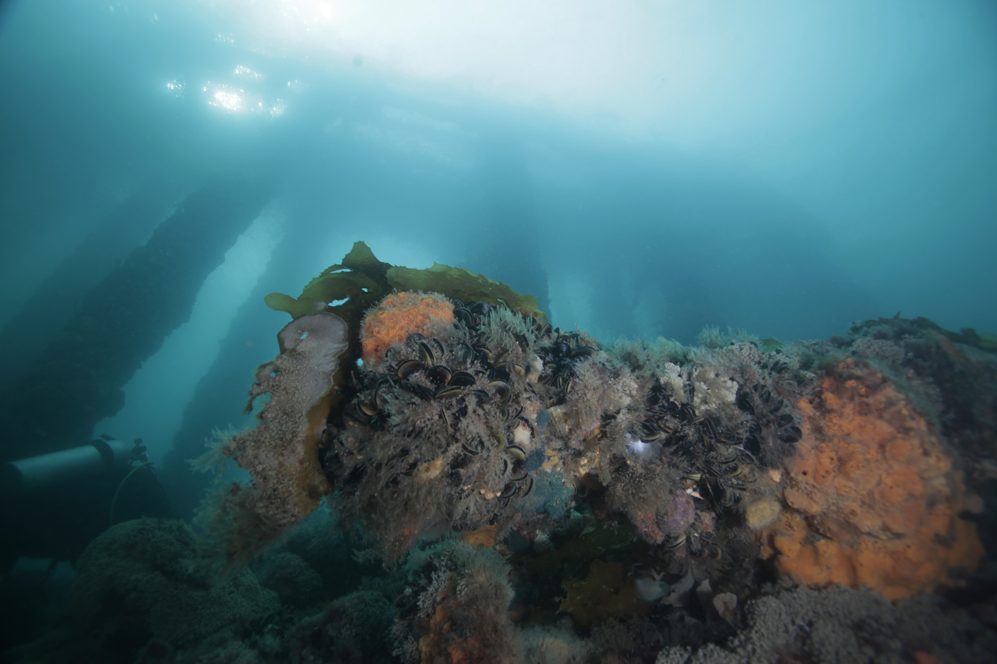 ocean garden