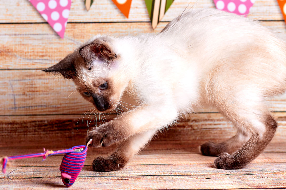 猫咪不停叫着要出门？教你轻松应对！