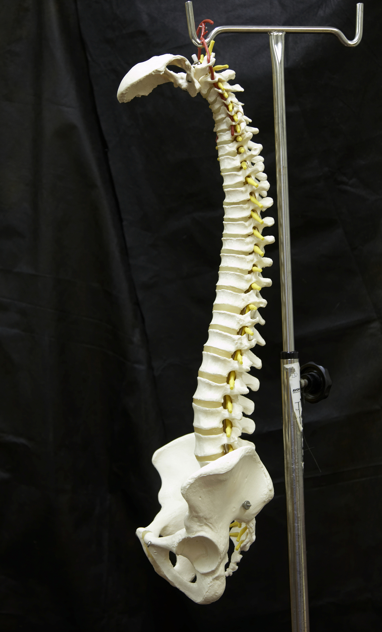 西安生物医药技术学校脊柱康复专业是什么