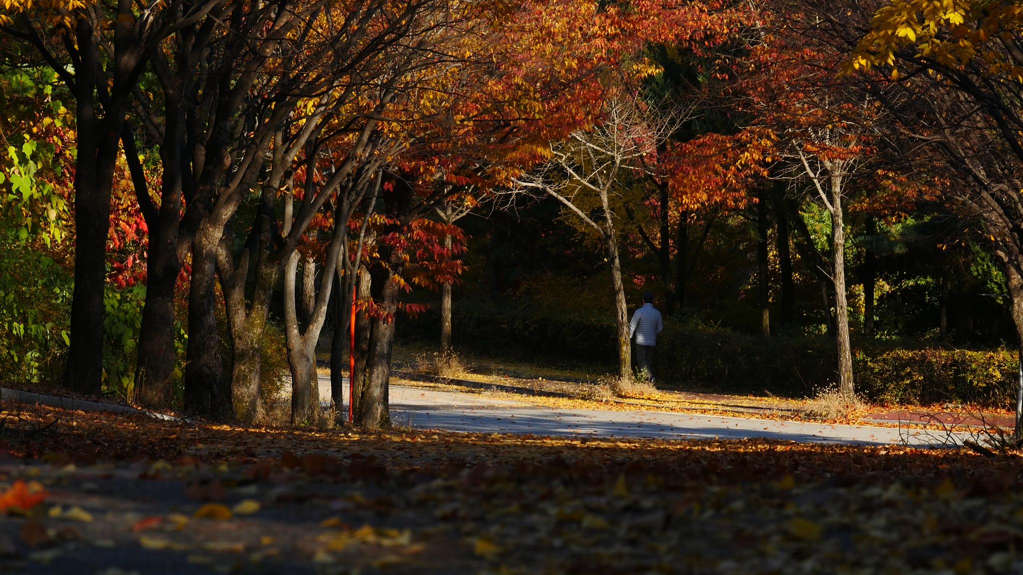 秋叶童谣：一首关于秋天的小诗