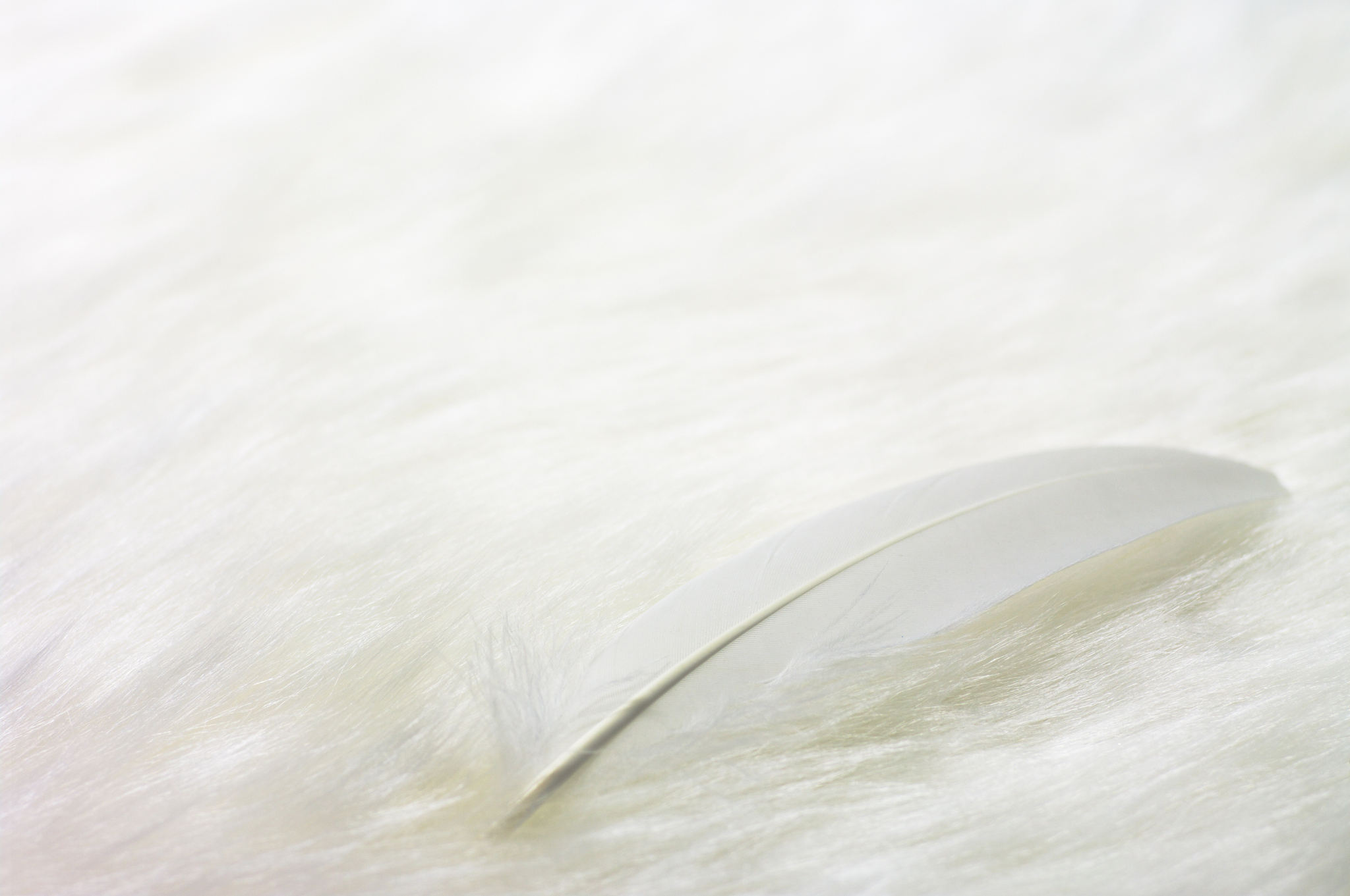 拥有翅膀的梦想：一篇关于自由与希望的小学作文