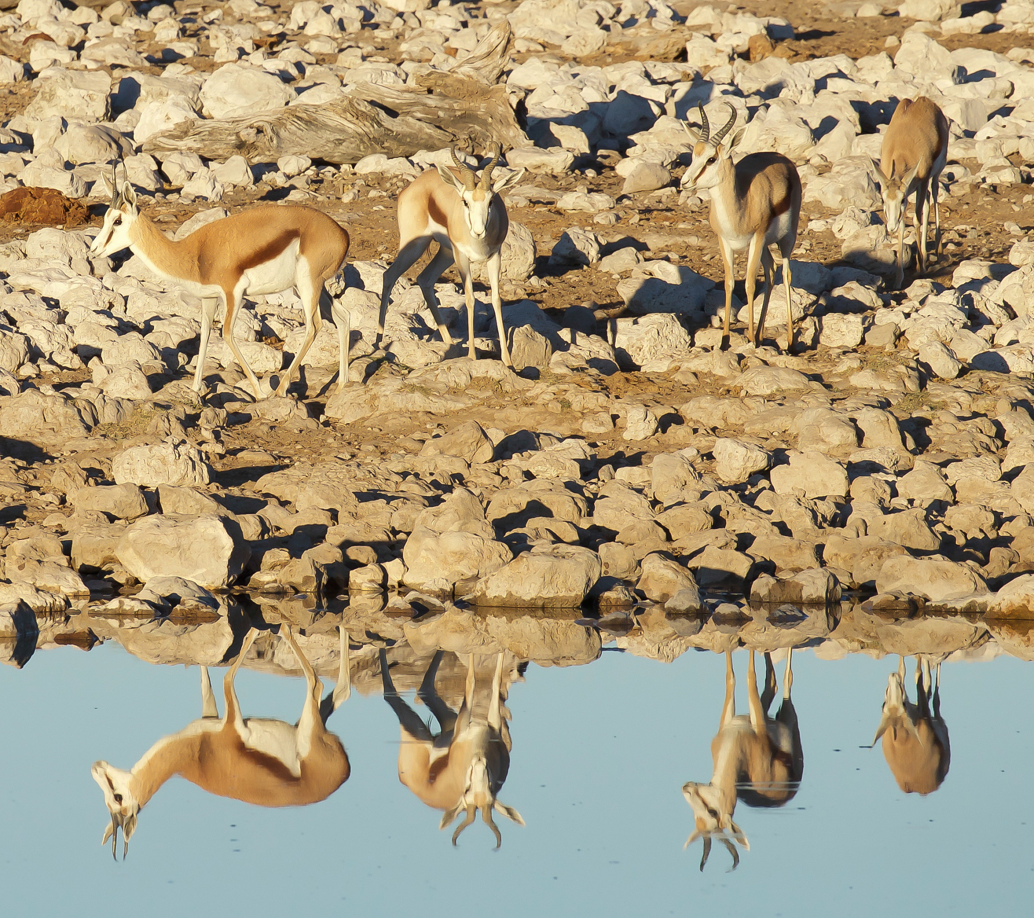 动植物保护：维护生态平衡，保护生物多样性