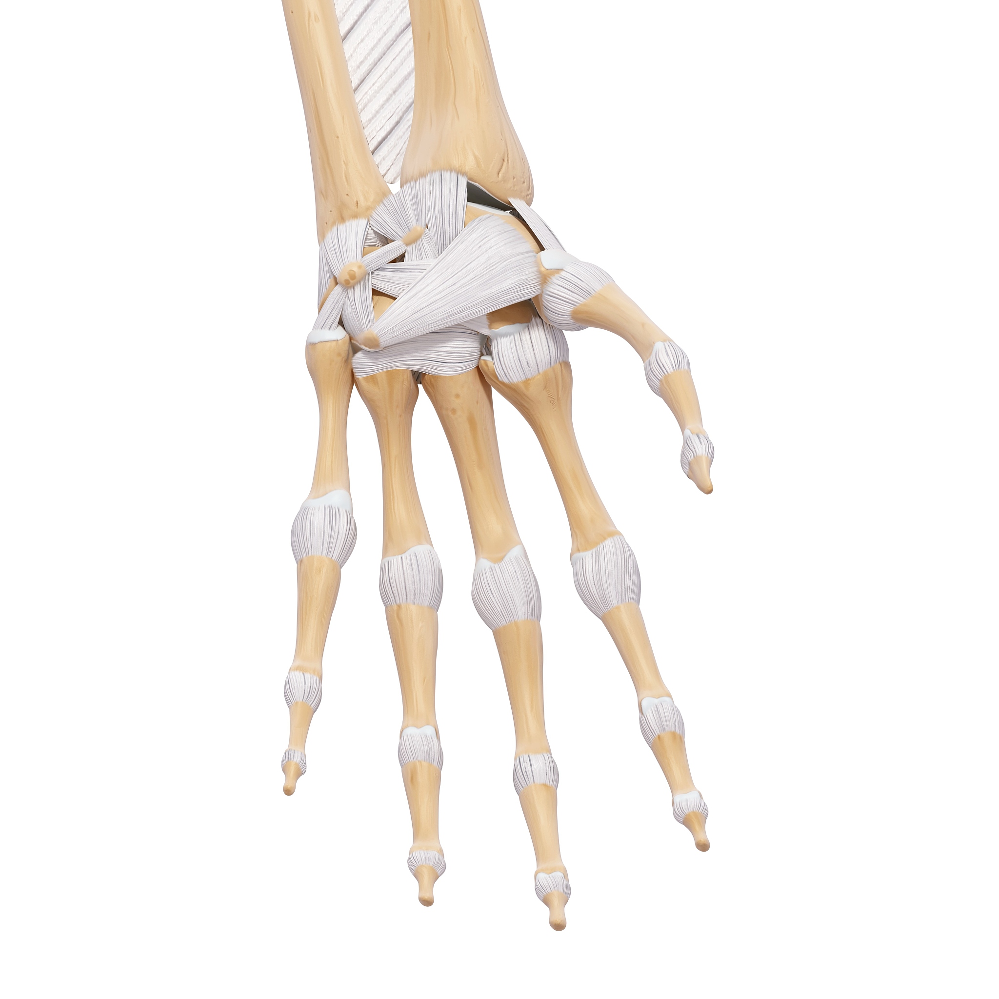 艺用解剖学每日小结