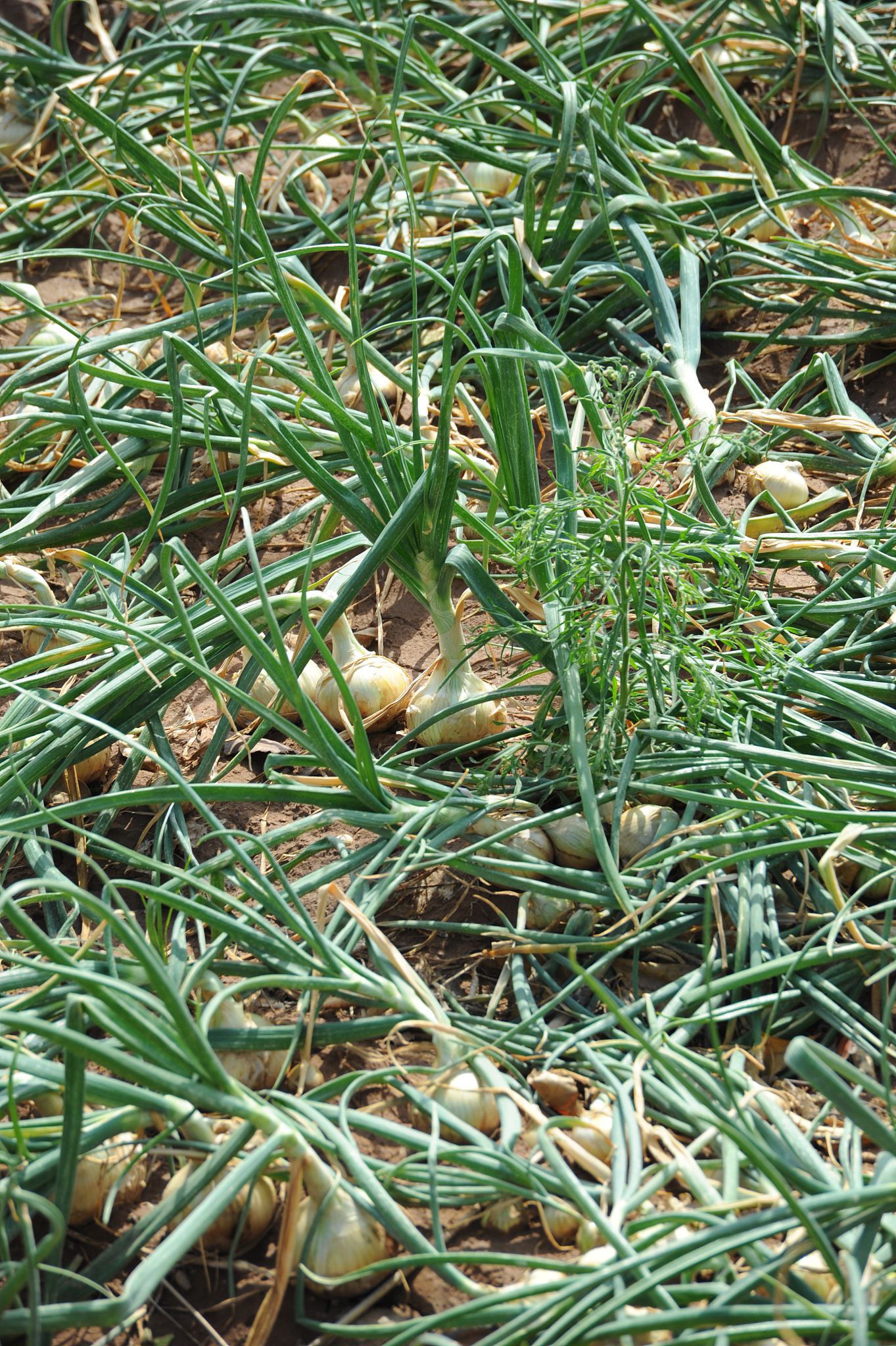 onions in the field in spain