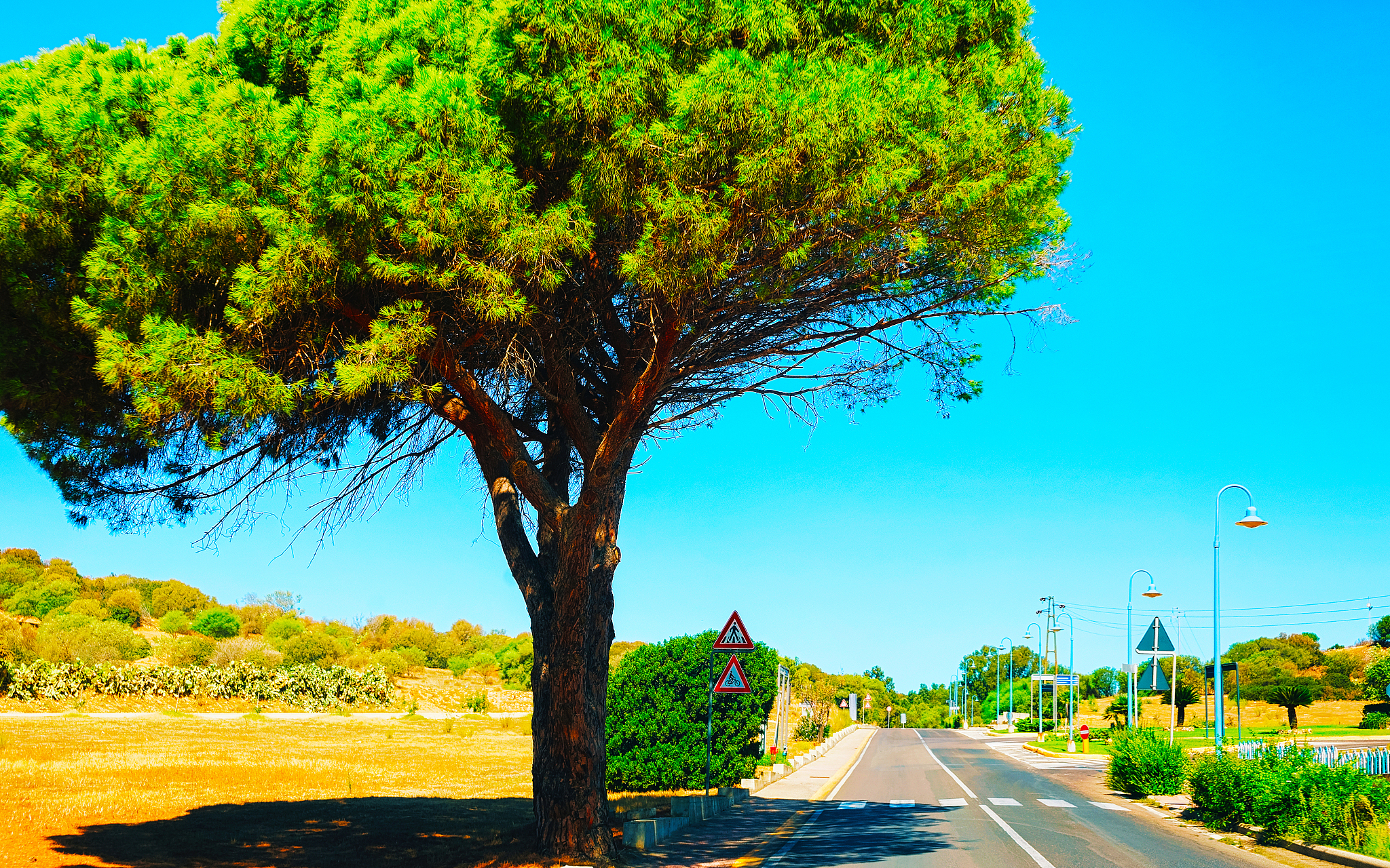 tall tree along road in villasimius cagliari south sardinia