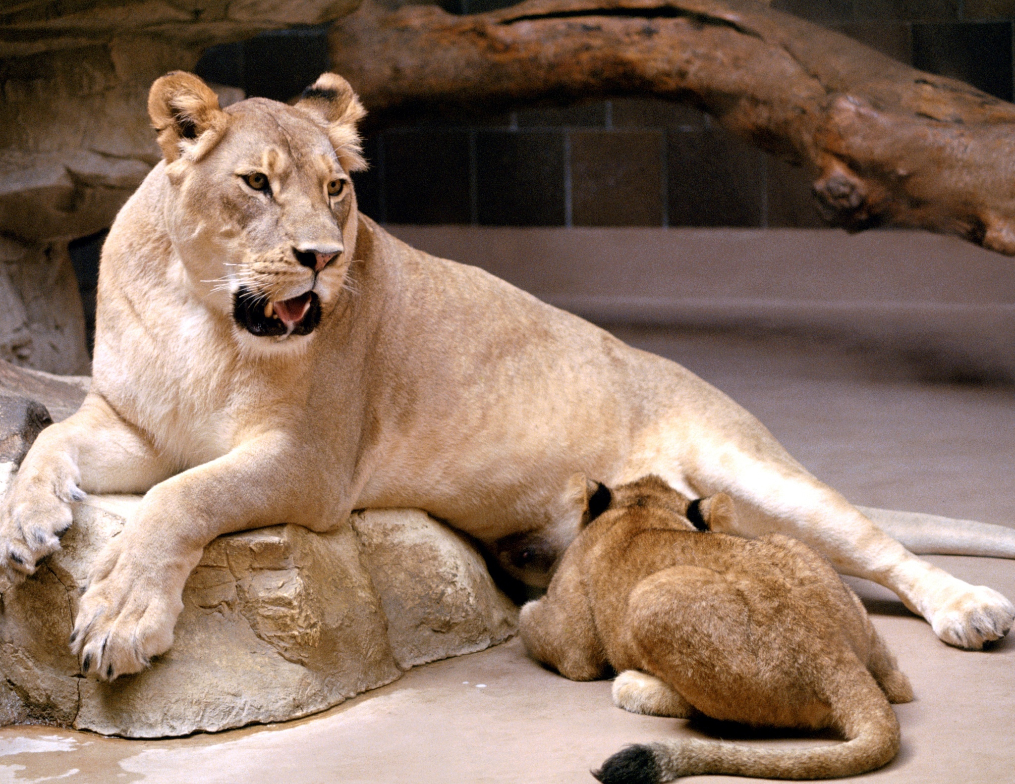 森林里有哪些大型动物