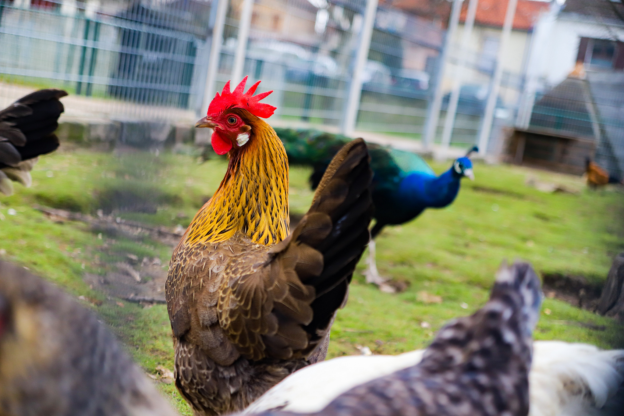 chicken