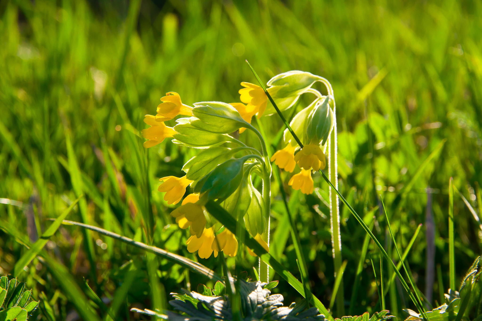 primerose in spring