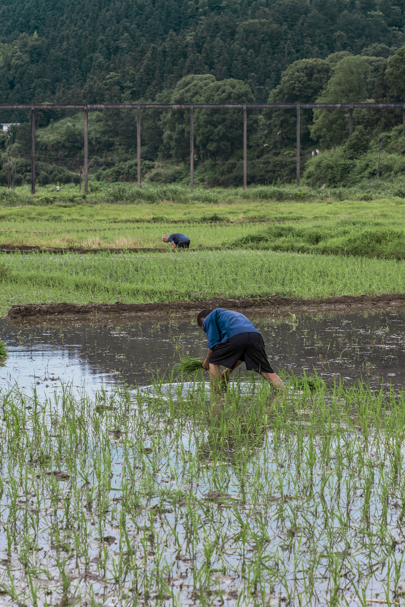 岚皋县水稻常见病虫害发生现状及防治措施研究