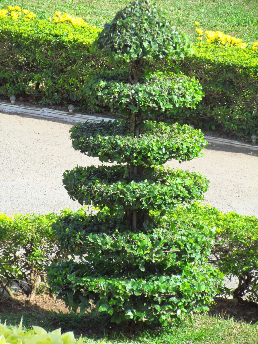 四季常青的植物