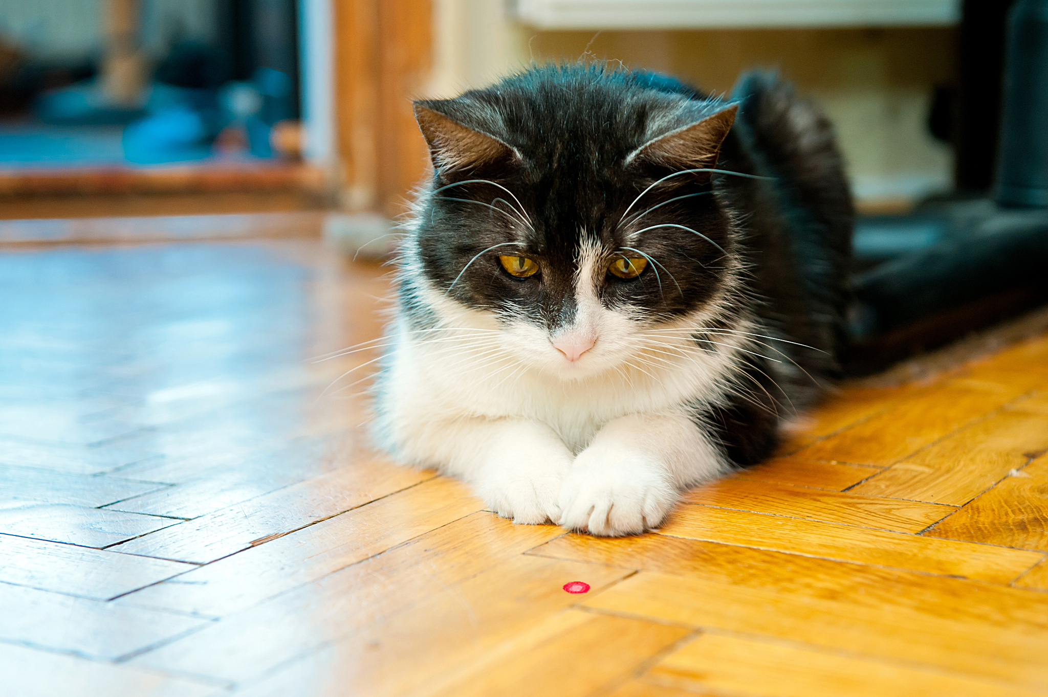 cat and laser stick