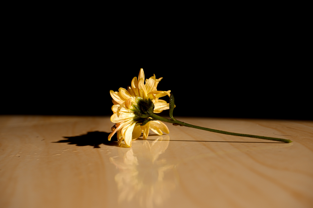 花枯萎怎么安慰