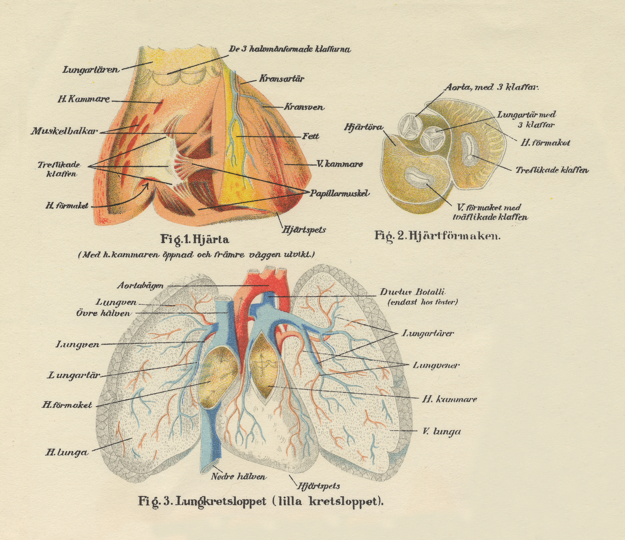 Alveolus 的意思：牙槽和更多
