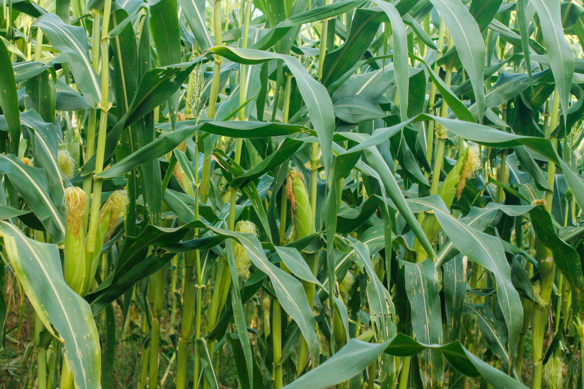 玉米种植技巧：口肥和烧种子的作用