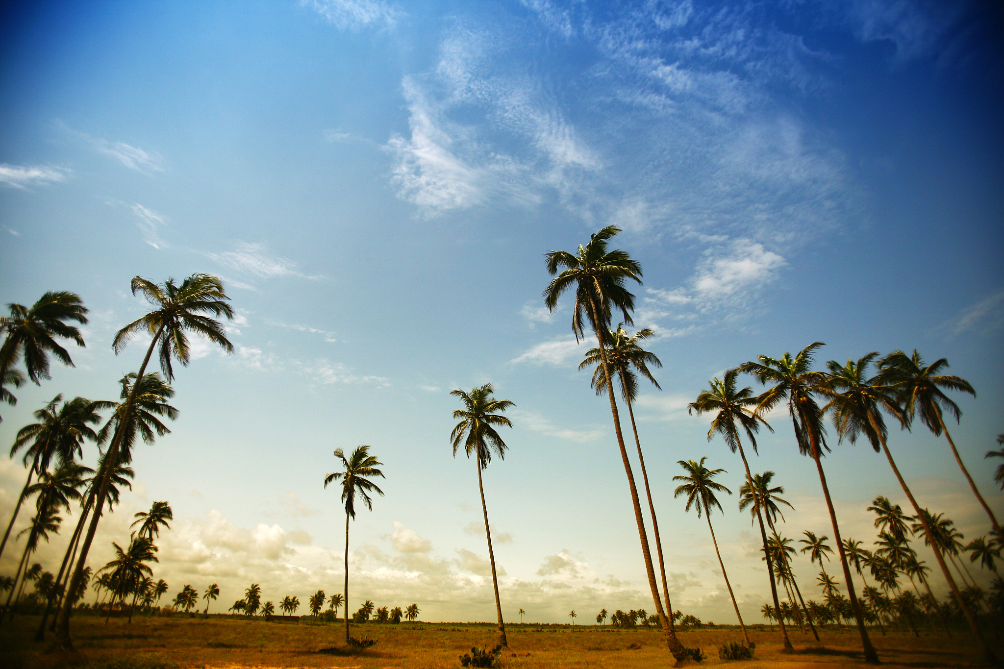 african landscape