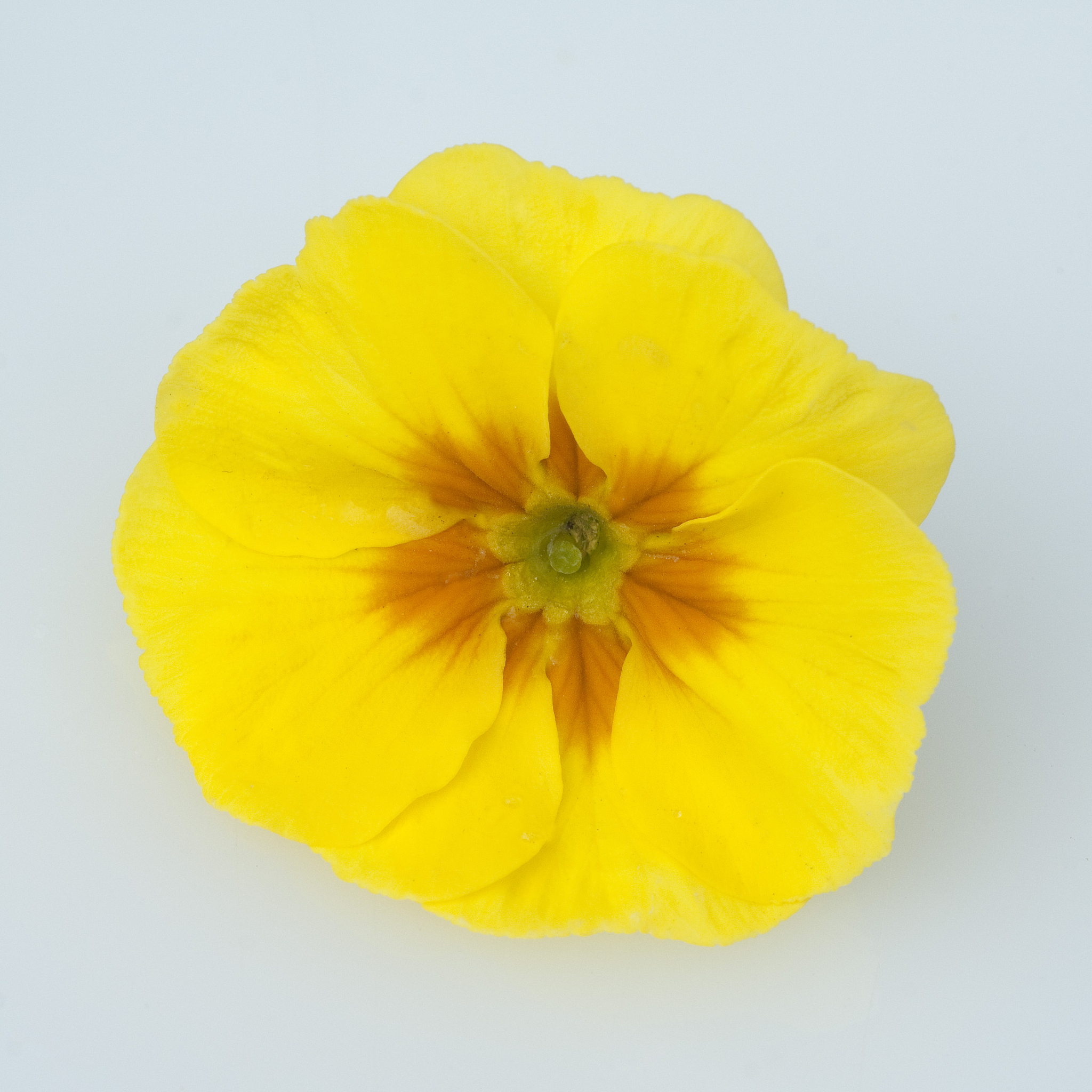 变字的谐音字有哪些？