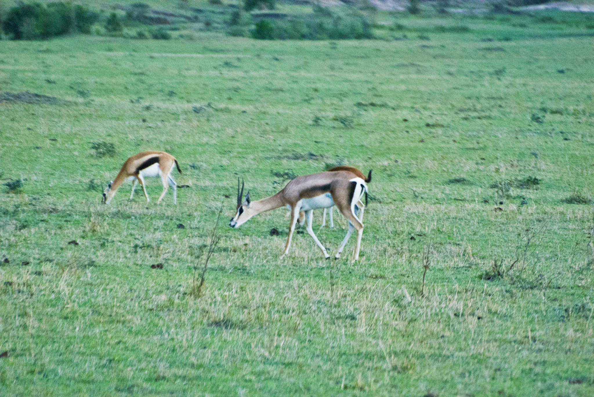 herd of thomson's gazelles aka tommies (eudorcas thomsonii) on d
