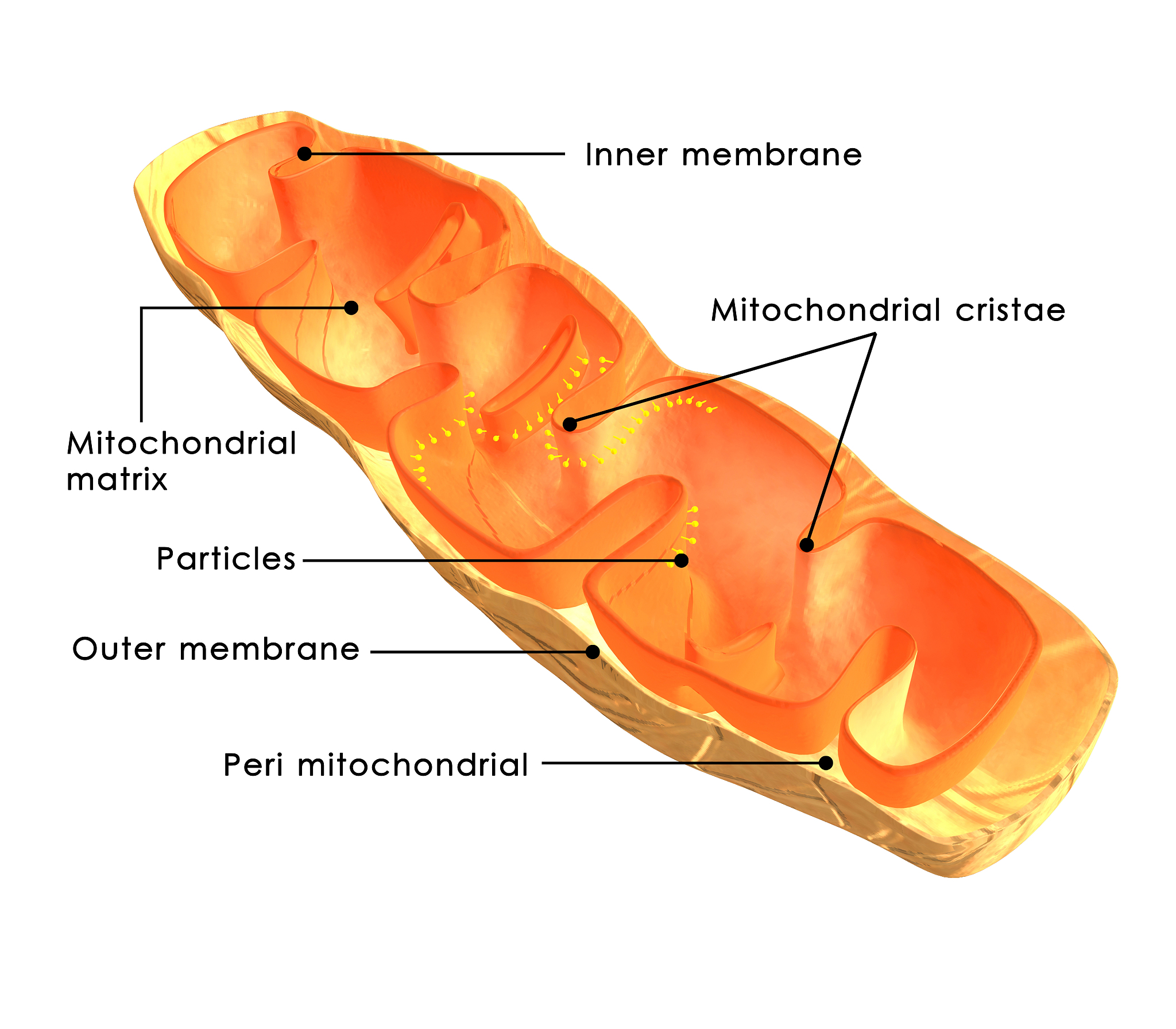 请问线粒体核糖体叫什么