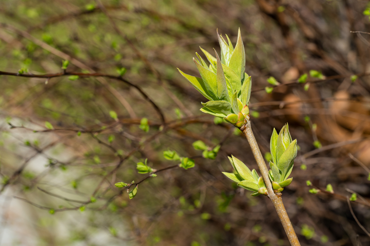 春天，大自然的理发师：万物复苏的季节