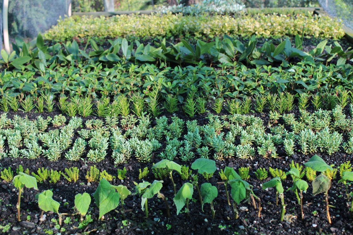 帮我写一下济南的植物种植技巧2000字