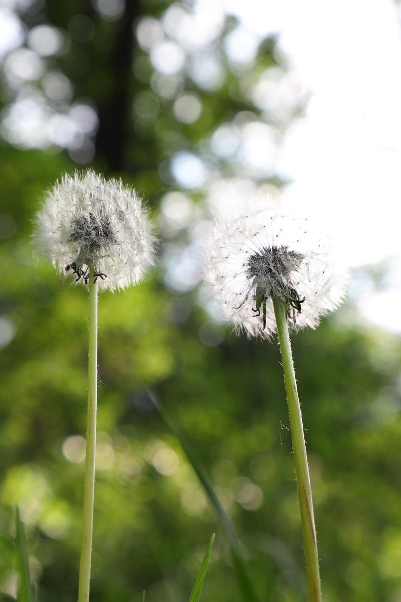 描写蒲公英的句子