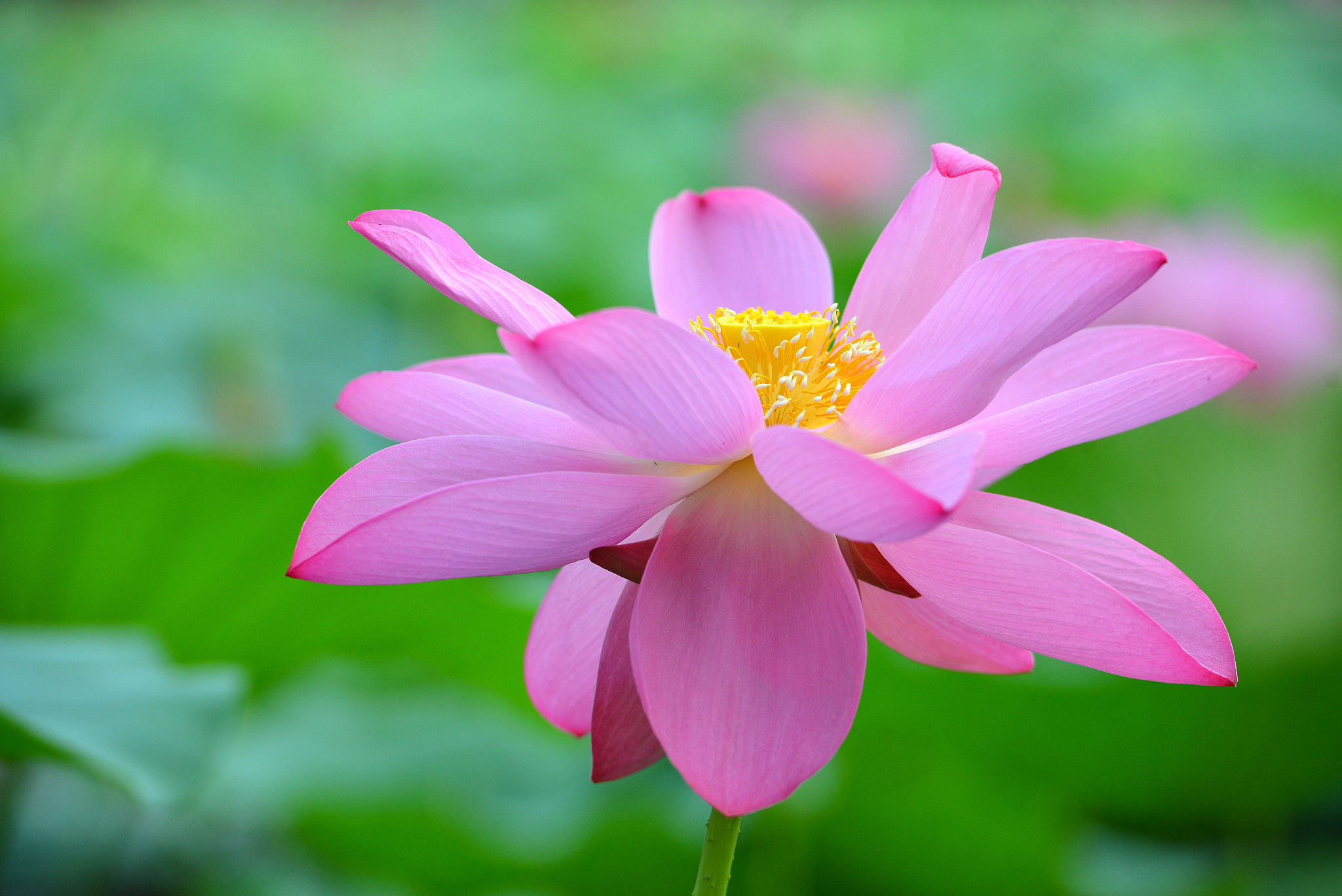 400字关于荷花的作文