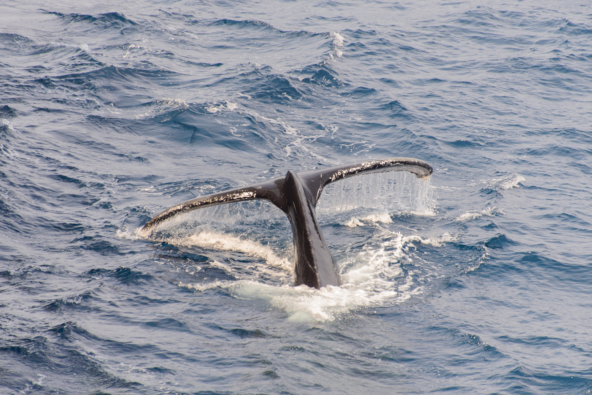 渤海船舶职业学院的船舶工程技术专业就业前景