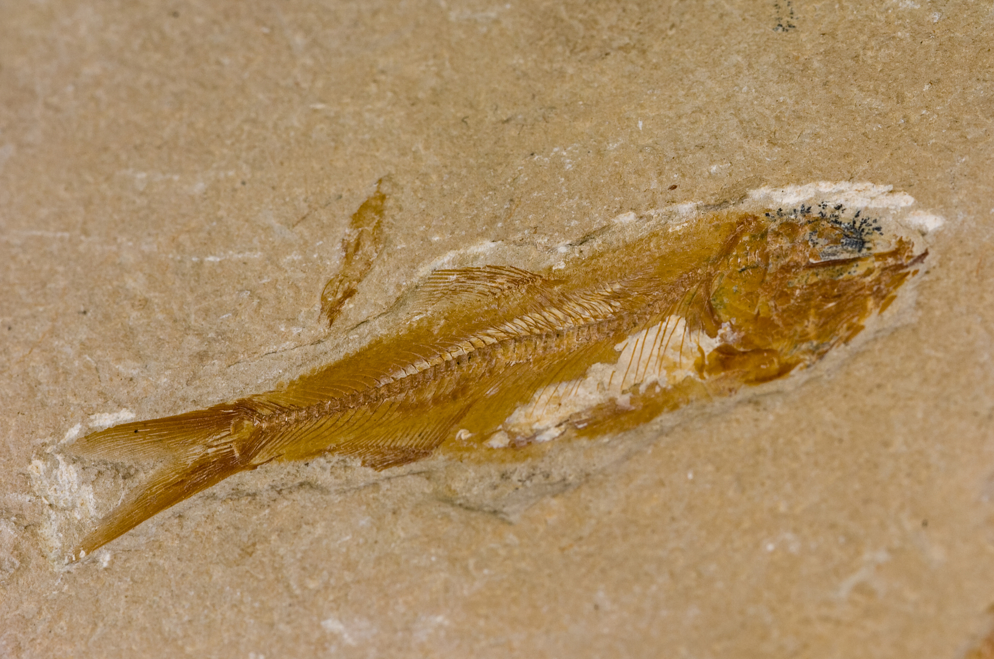 去掉鱼头的横截面能看到鱼的主要脊椎一个大圆点