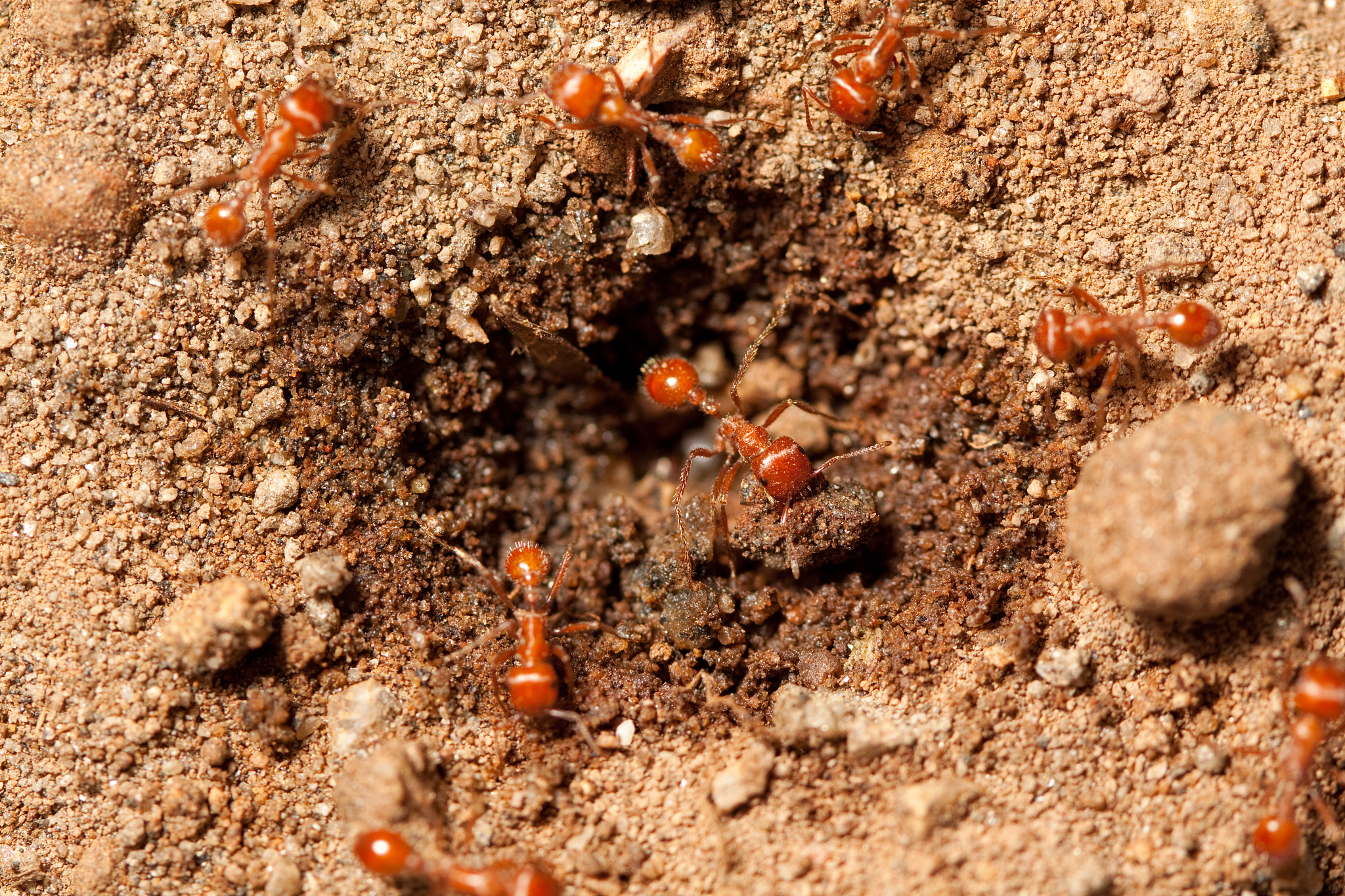 变形记我变成了一个蚂蚁一个蚂蚁500字我是蚂蚁的王以第一人称写