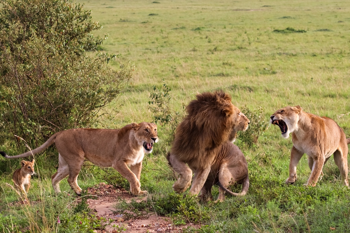 气宇轩昂打一动物是什么？ | 揭秘威武动物的独特魅力