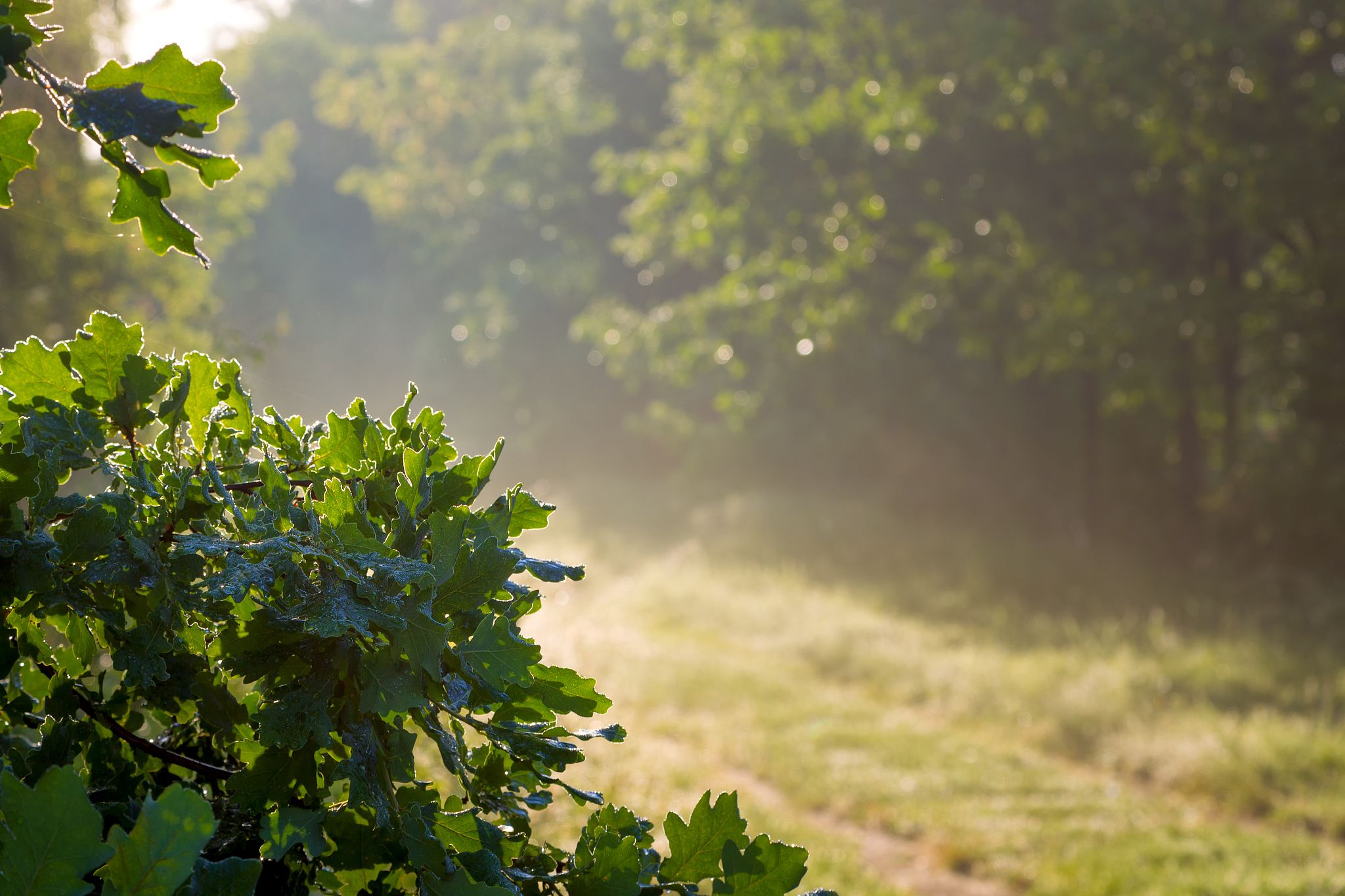 关于上班路上夏季清晨环境描写500字