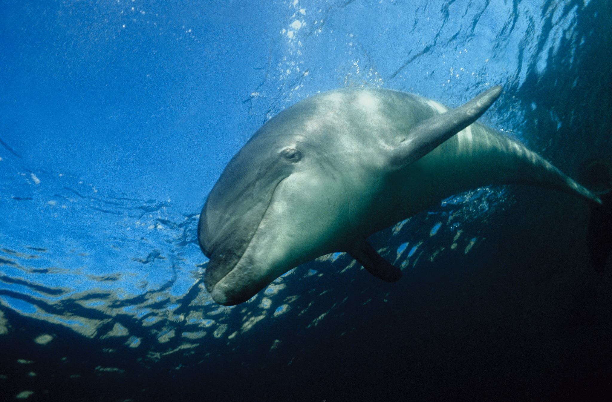 生命就像一盒巧克力：充满期待，拥抱不确定性