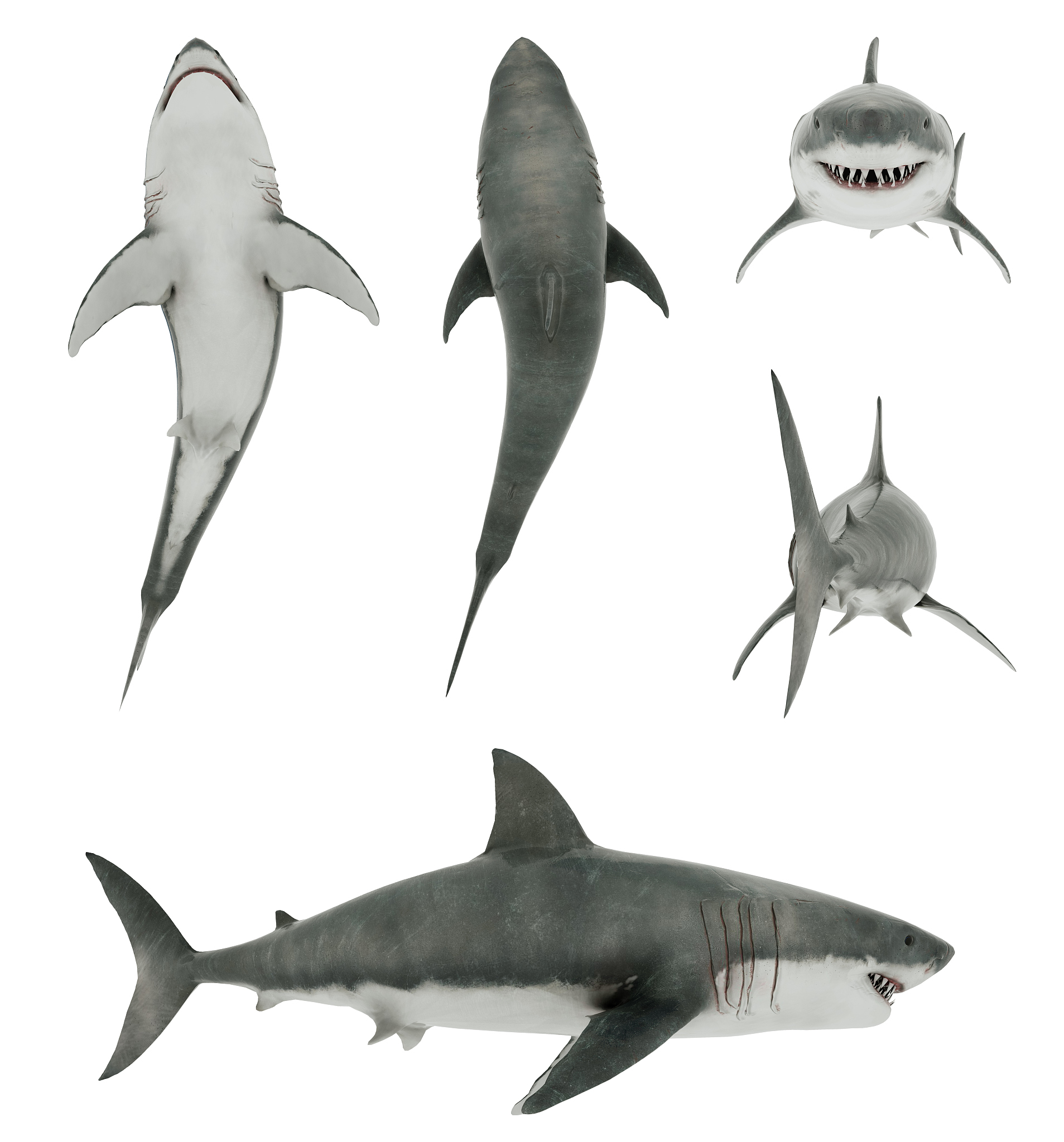 鲨鱼是海里的动物吗？了解鲨鱼的习性和重要性