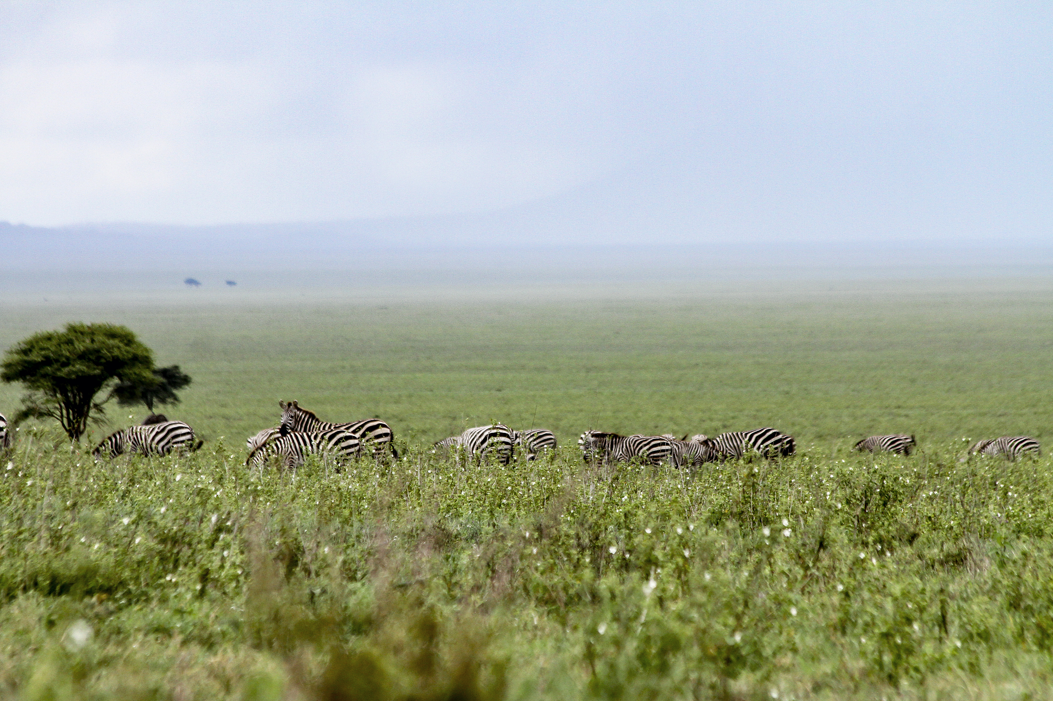 a herd of zebras eating grass