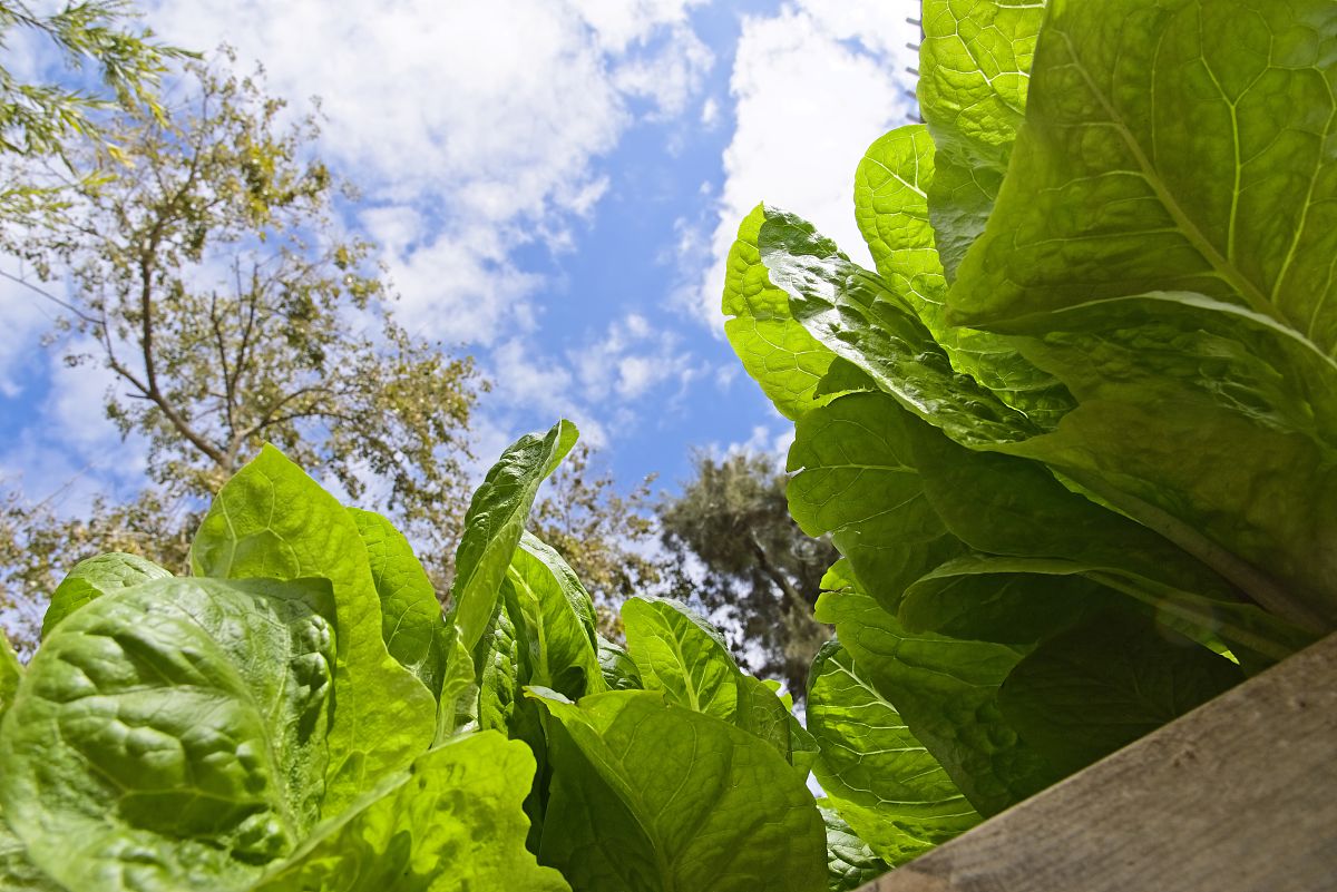 小学生植物种类对蚯蚓多样性的影响项目式设计2000字
