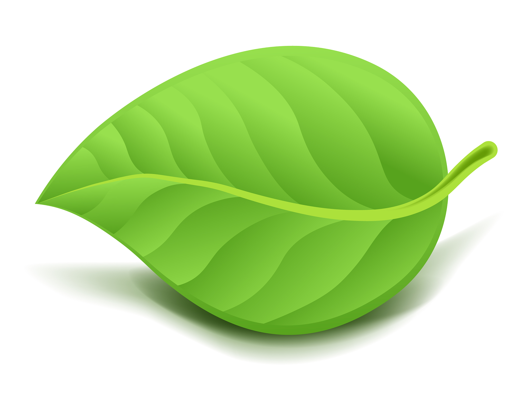 realistic green leaf isolated
