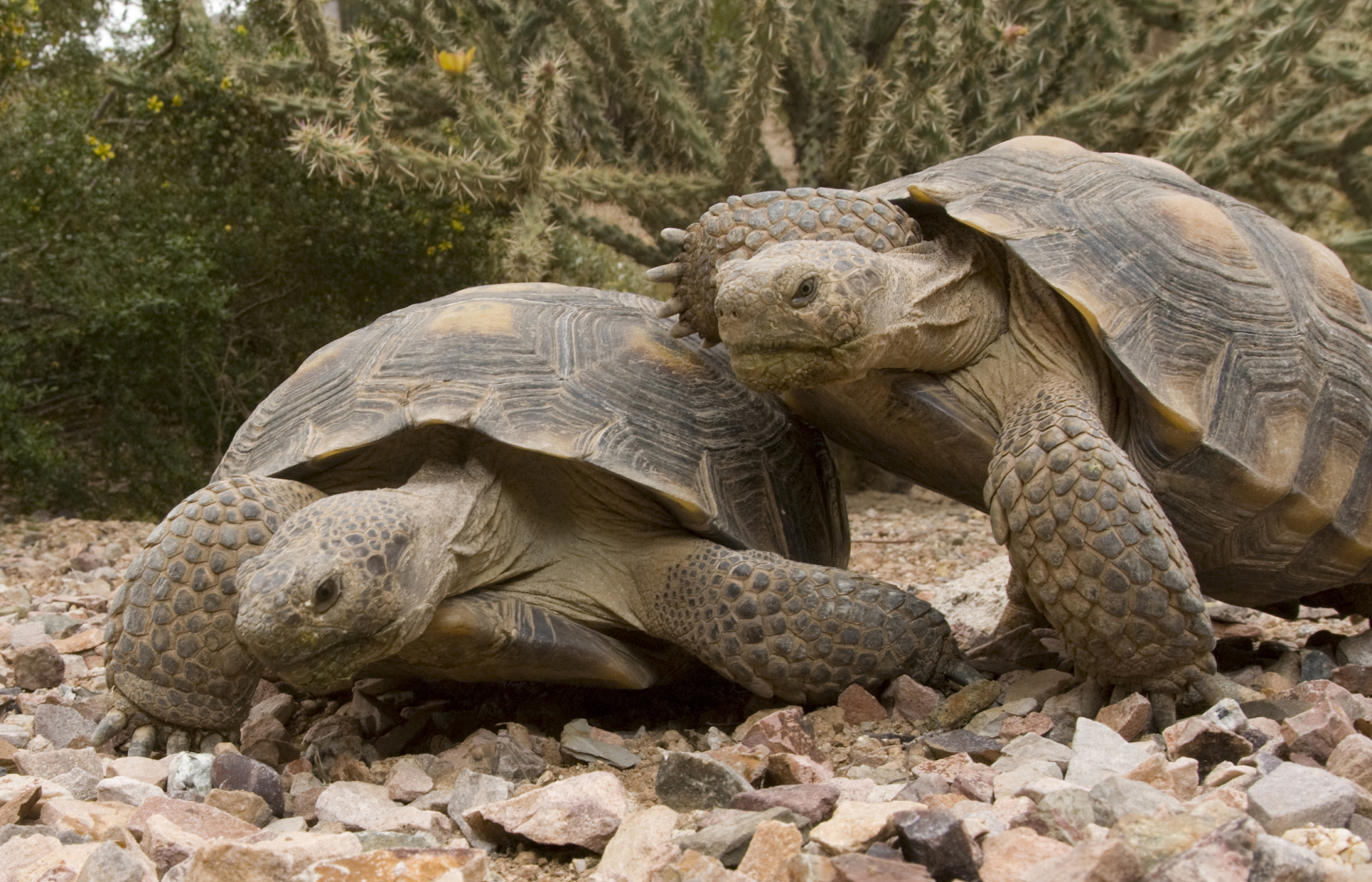 tortoises2