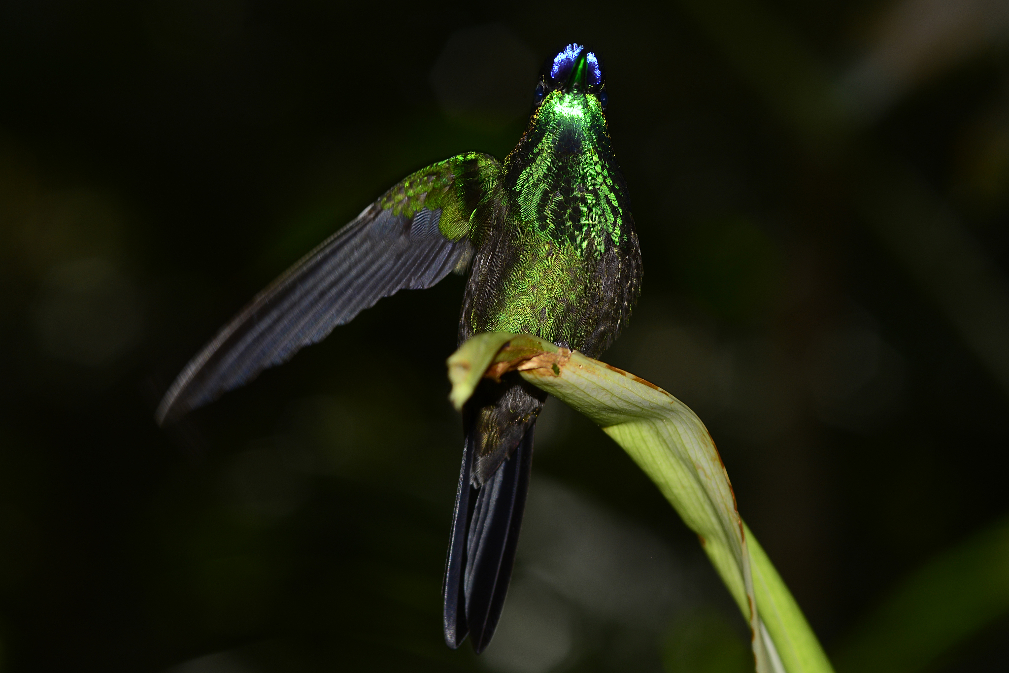 恐龙跟鸡的关系