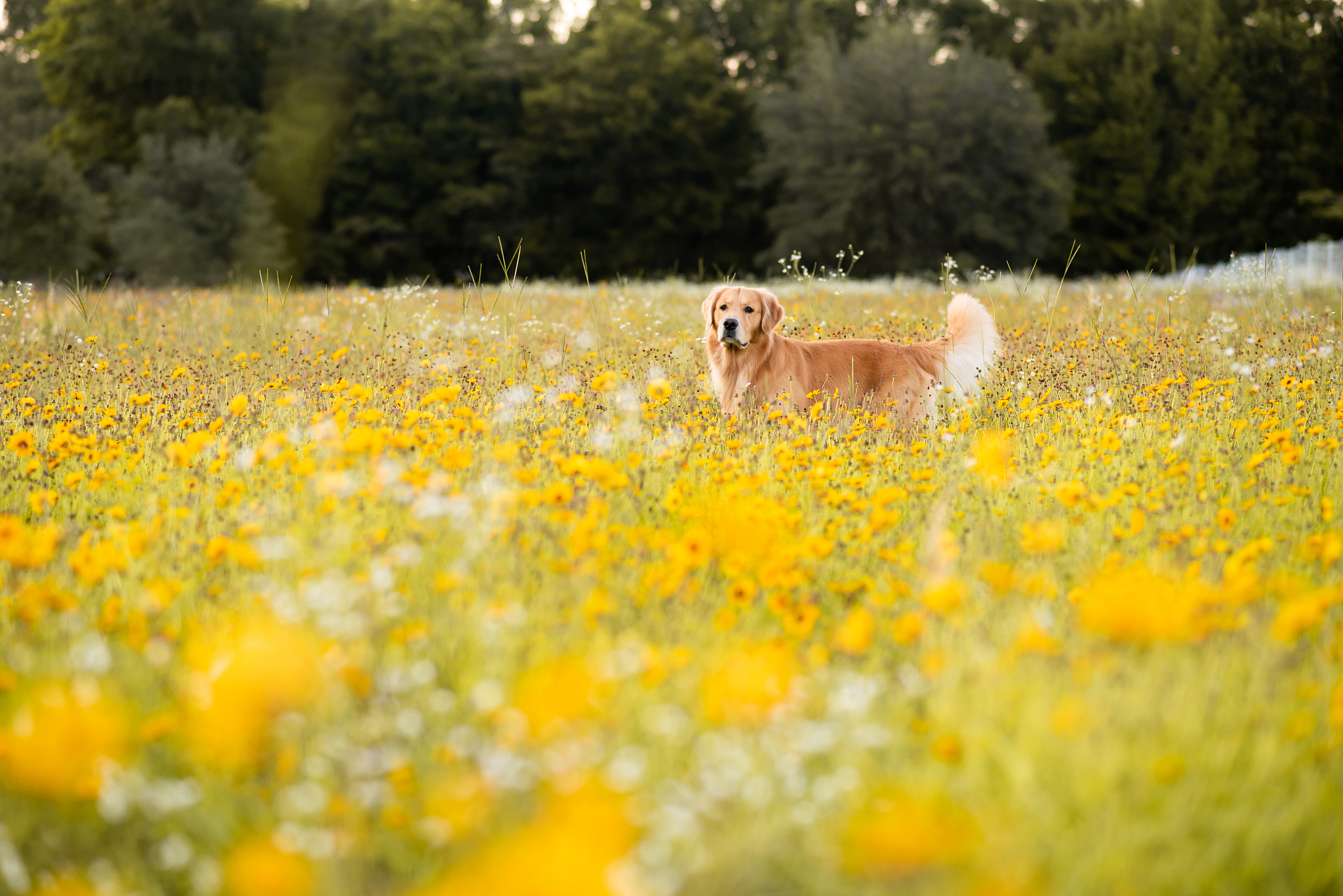 写一篇我和男朋友带着狗狗在路上散步 狗狗在共享单车车筐里被男朋友推着走阳光明媚狗狗头上夹了一朵小黄花我开心的为其拍照欢声笑语荡漾在街边巷角的公众号文案要求文案用诗词写出充满诗情画意并在文案结尾处分享一篇与该情景有关的人生哲理