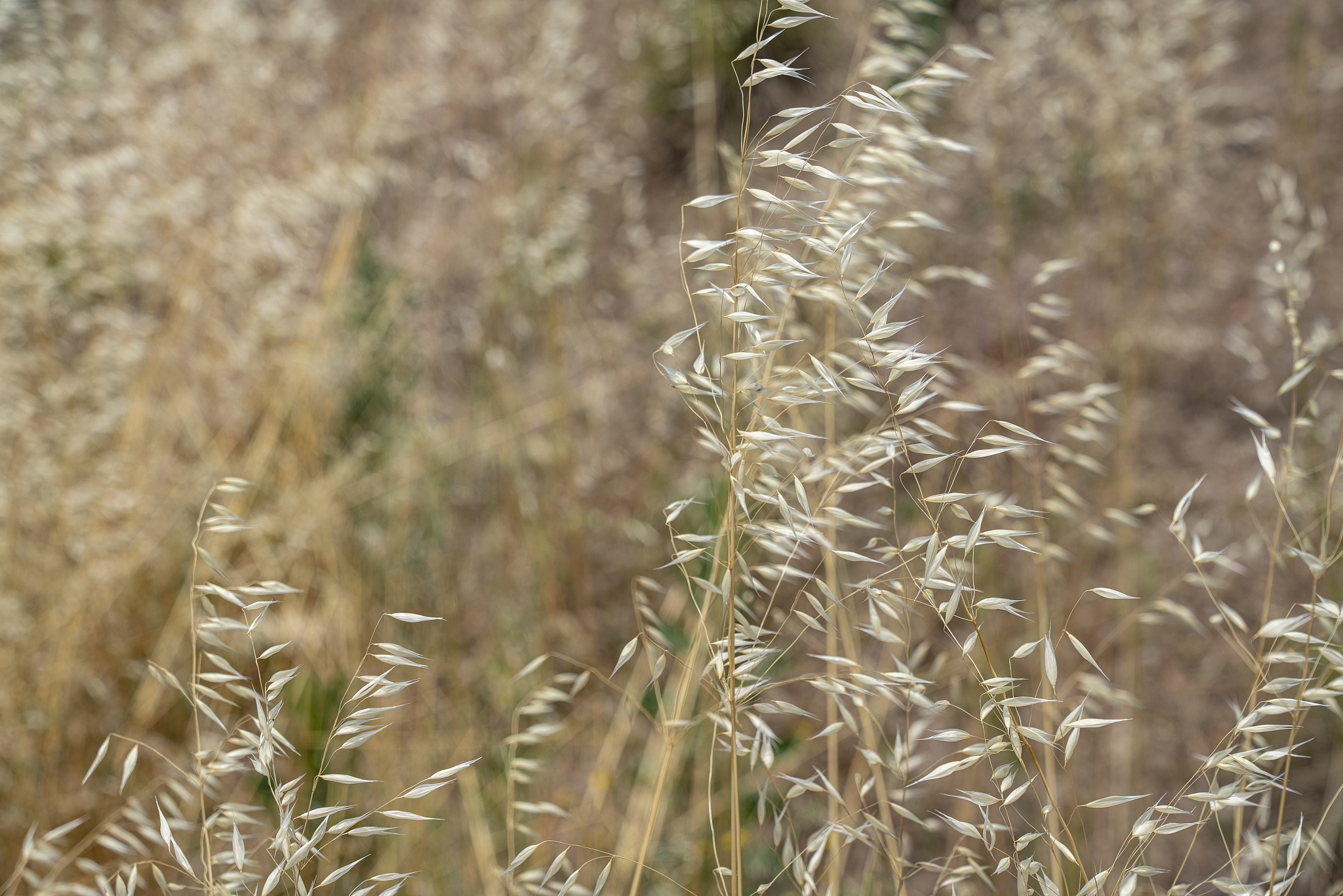 蒹葭：药用、经济、生态和文化价值全解析