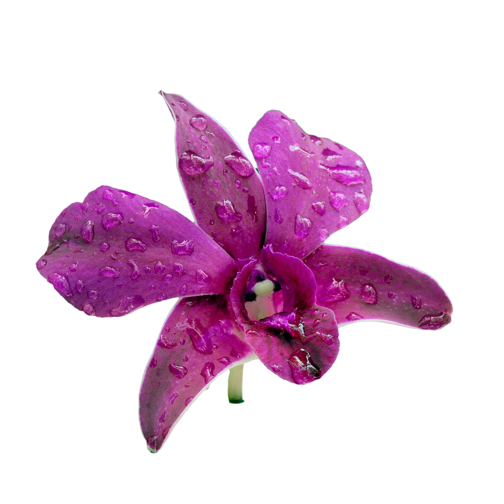 pink orchid