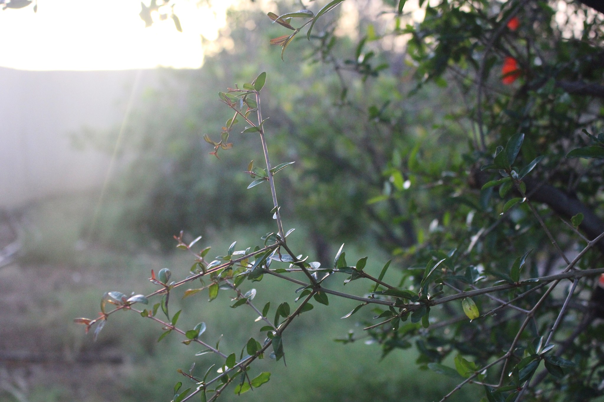 以雨声像豆子为主题写一首绝句