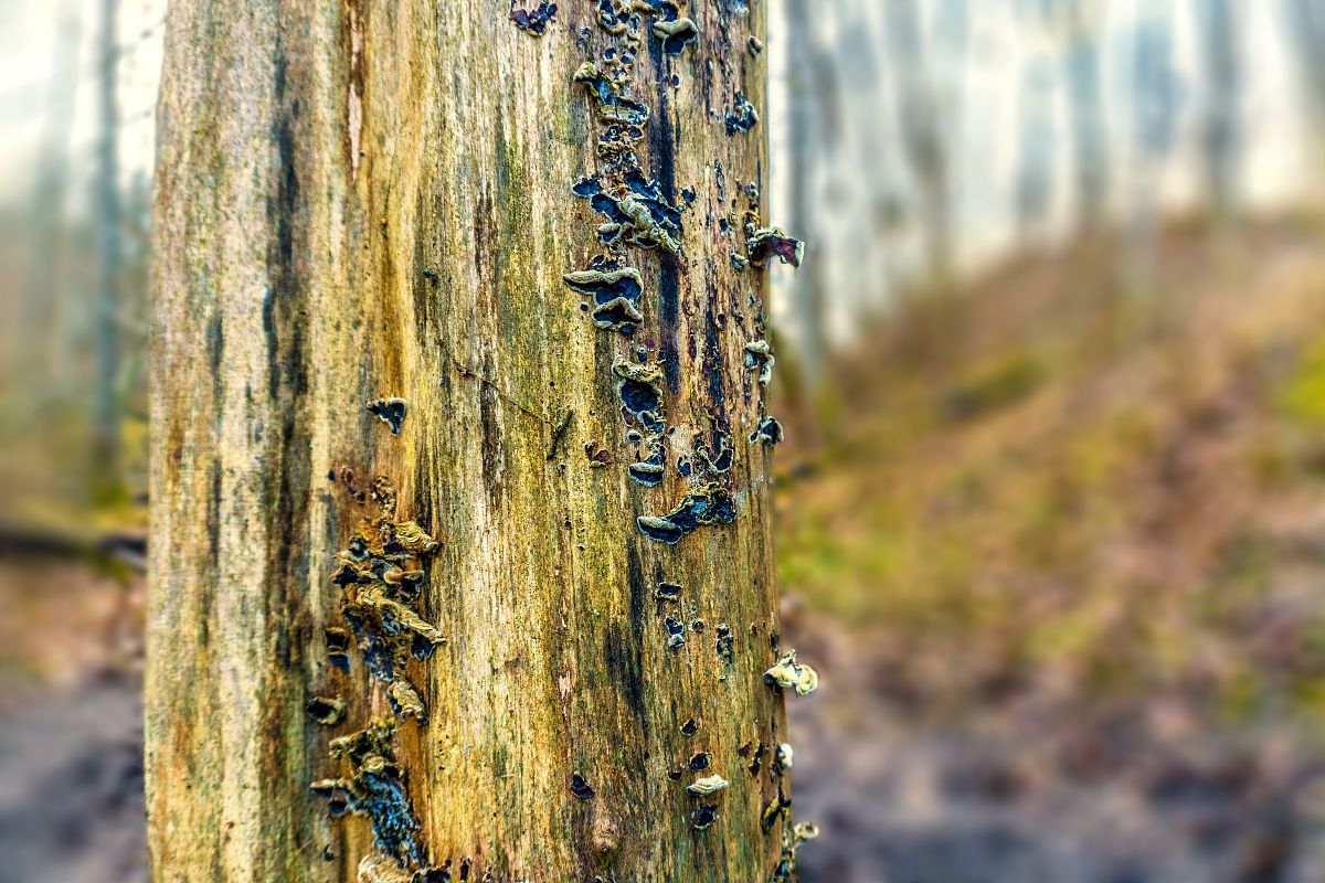 火绒安全是什么语言开发的