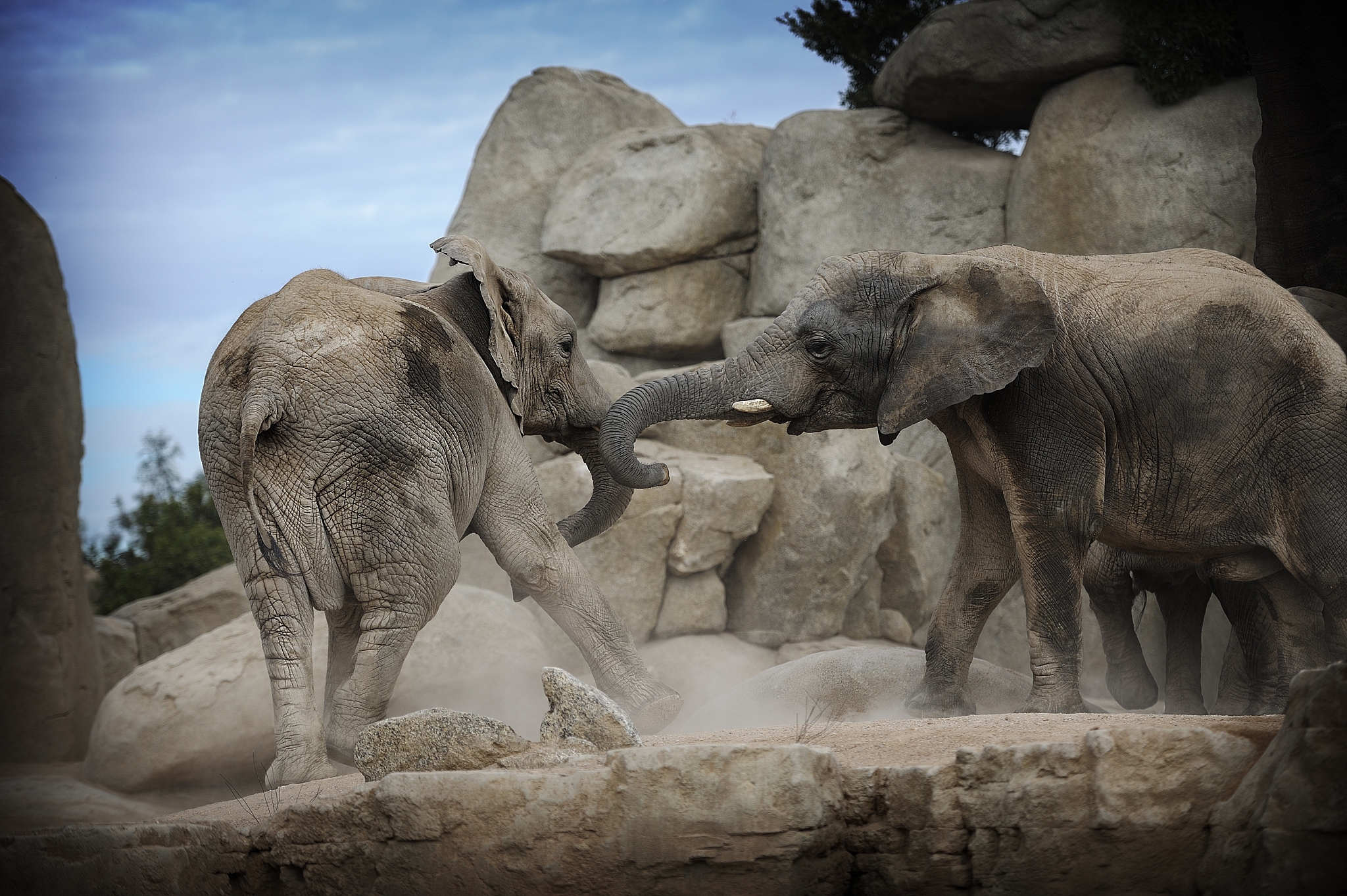 萨克拉门托动物园有什么动物？